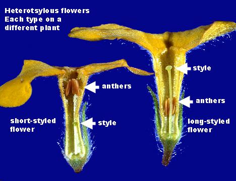 5.2.5 Homomorfie en heteromorfie Bij een aantal plantensoorten gaat de incompatibiliteit gepaard met of is gekoppeld aan een bepaalde bloembouw; heteromorfie.