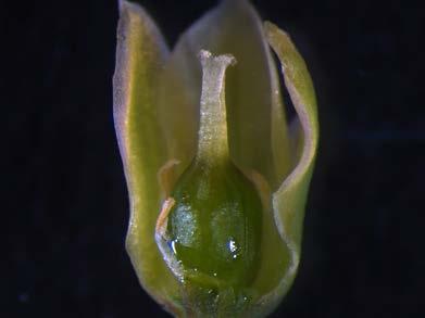 5.3 Tweehuizigheid Tweehuizigheid kan als een vorm van mannelijke en vrouwelijke steriliteit worden gezien. Spinazie en asperge zijn voorbeelden van tweehuizige planten.