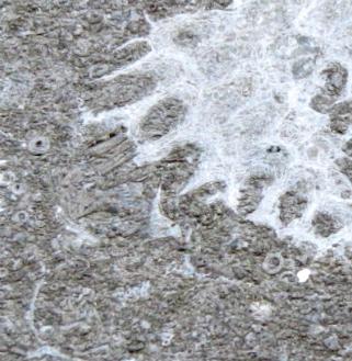 Detail van een stukje hardsteen in de muur van het voormalige postkantoor: honingraatkoraal en talrijke dwarsdoorgesneden stengels van zeelelies; zie de schematische tekening van een zeelelie