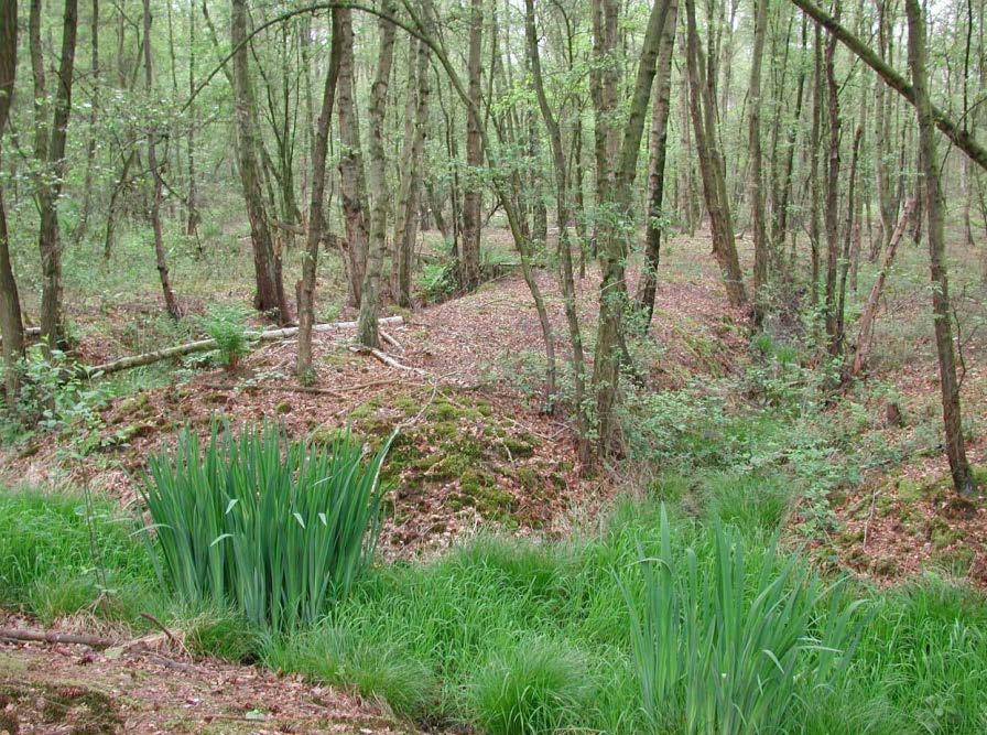 Stropersbos: Berken-Elzenbos met Zomereik (Foto Kris Vandekerkhove, INBO) 9190 subtype Bosbeheer ~ hydrologie => bostypes Zeldzaam bostype : ca 1% van Vlaams bosareaal