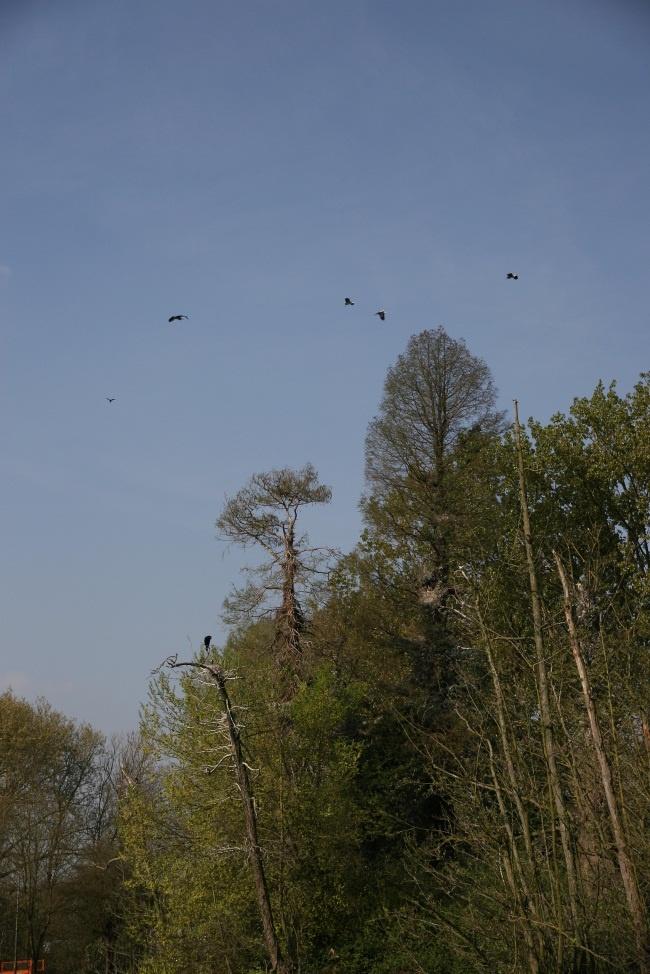 Vogeltrek doelgroep: derde, vierde, vijfde en zesde leerjaar duur: ongeveer 2,5 uur data: september, oktober en november kostprijs: gratis maart, april en mei groep: max.