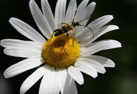 De bevruchting van een bloem door een insect wordt duidelijk getoond op vergrote modellen. De delen van een bloem en hun functie worden ook besproken.