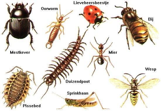 Kriebelbeestjes in het compostvat doelgroep: eerste, tweede, derde, vierde duur: ongeveer 1uur vijfde en zesde leerjaar kostprijs: gratis data: volledig schooljaar groep: max.