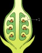a. 2 b. 3 c. 4 d. 5 6 Wat is de functie van een helmhokje? a. Ontwikkelen van stuifmeelkorrels. b. Hieruit groeit de stuifmeelbuis. c. Hierop staat het vruchtbeginsel. d. Hieruit groeit na bevruchting een zaadje.