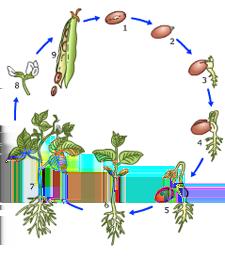 Bekijk de video over de erwt op SchoolTV. Video: Zo groeien peultjes 1. Planten doorlopen een levenscyclus. Wat wordt daarmee bedoeld? 2. Schrijf de verschillende levensfasen van de erwtenplant op.