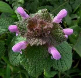 Paarse dovenetel (Lamium purpureum) Bladen regelmatig gekarteld.