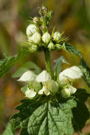 Witte dovenetel (Lamium album) Bloemkroon roomwit, zeer zelden lichtroze; de onderlip groengeel gevlekt. Haarring in de kroonbuis scheef opstijgend. Stuifmeel bleekgeel.