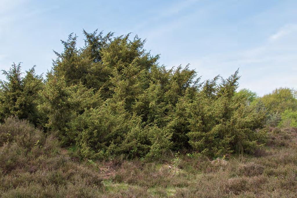 17 Deze oeroude jeneverbesstruik wordt genoemd als de grootse van Europa. De Jeneverbes is een van de meest kenmerkende struiken van het Drentse heidelandschap.