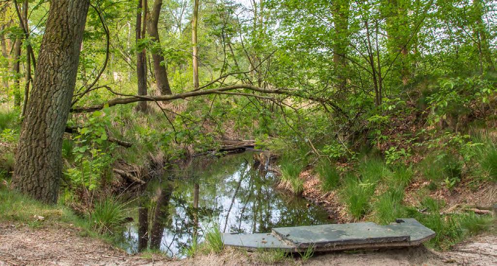 13 Het Siepelveen ligt verscholen achter de zandduin van de