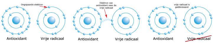 In het geval van rimpels betekent schade door vrije radicalen dat collageen wordt afgebroken en andere vitale functies van de huid beschadigd raken.