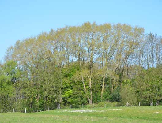 In de hooiweide rond de hoeve Nieuw Goed te Parijs zorgen 2