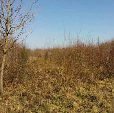 In het jonge bos werden enkele natuurlijke spelelementen voorzien zoals heuveltjes voorzien van liggende en