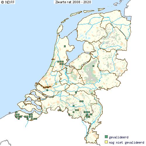 VOORKOMEN ZWARTE RAT In gebouwen groepen van 20 tot 60 dieren.