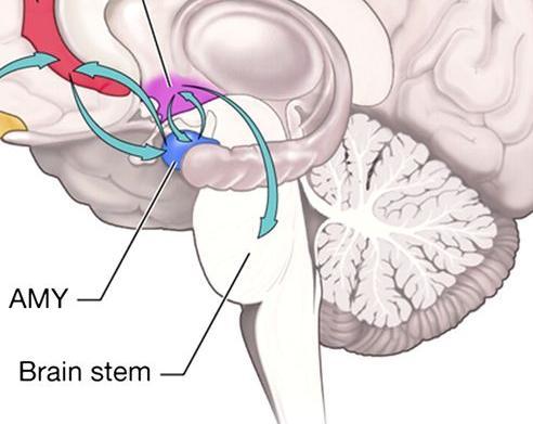 hersenstam/hypothalamus Stimulatie