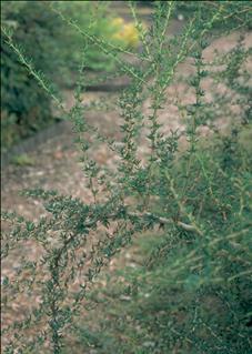 smalbladige zuurbes Berberis x stenophylla Bloem: goudgeel / blad: donkergroen, onderkant is blauwig.