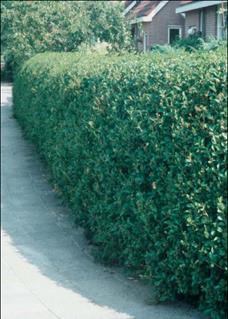 liguster Ligustrum ovalifolium Bloem: wit / blad: groen Japan Olijfachtigen snijbloemen