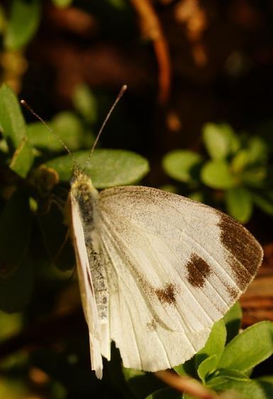 5. Het aantal getelde vlinders Van veel soorten werden in 2016 weinig vlinders gezien, al waren er wel een paar uitzonderingen. Scheefbloemwitje Van zes soorten werden meer dan 10.000 vlinders geteld.