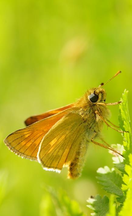 Het groot dikkopje gaat vooral in bossen achteruit. 2012 was duidelijk een slecht jaar voor de soort, maar daar weet hij zich op de hei veel beter van te herstellen dan in het bos.