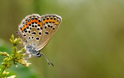 midden en zuiden. Het bruin blauwtje gaat vooral in de duinen achteruit, terwijl het in het binnenland goed gaat.