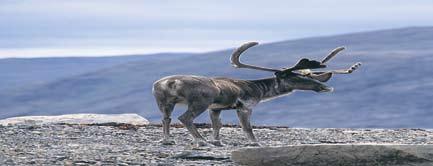 Labrador Kust Expeditie Subarctische toendra, fjorden en Inuit cultuur Boottocht, dagwandelingen vanuit basiskampen Labrador ligt aan de noordoostkust van Canada, een totaal onbekende, fantastische