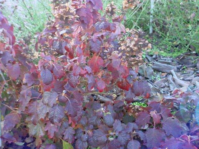 Hydrangea quercifolia 'Burgundy' Nederlandse Hydrangea quercifolia 'Burgundy' Eikenblad hortensia H bloemkleur: wit bloeitijd: juni-juli hoogte: