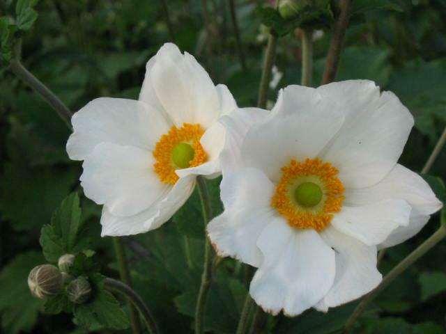 sport van Anemone 'Elegans' in de tuin van M. Jobert te Verdun.