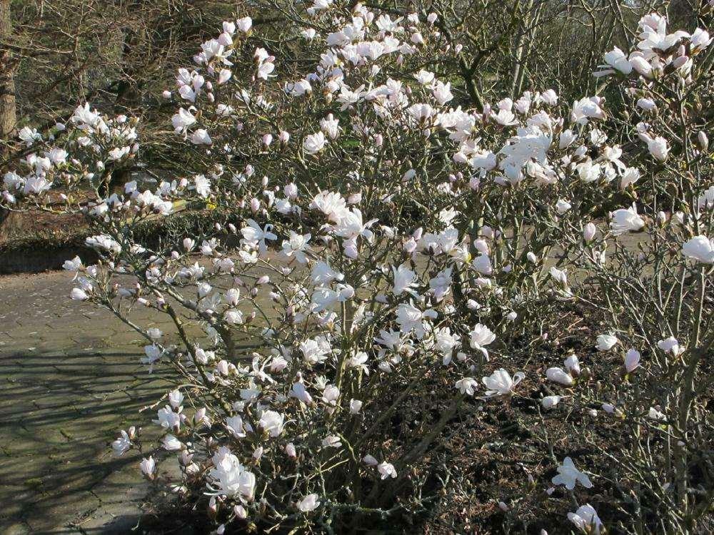 Magnolia stellata Nederlandse