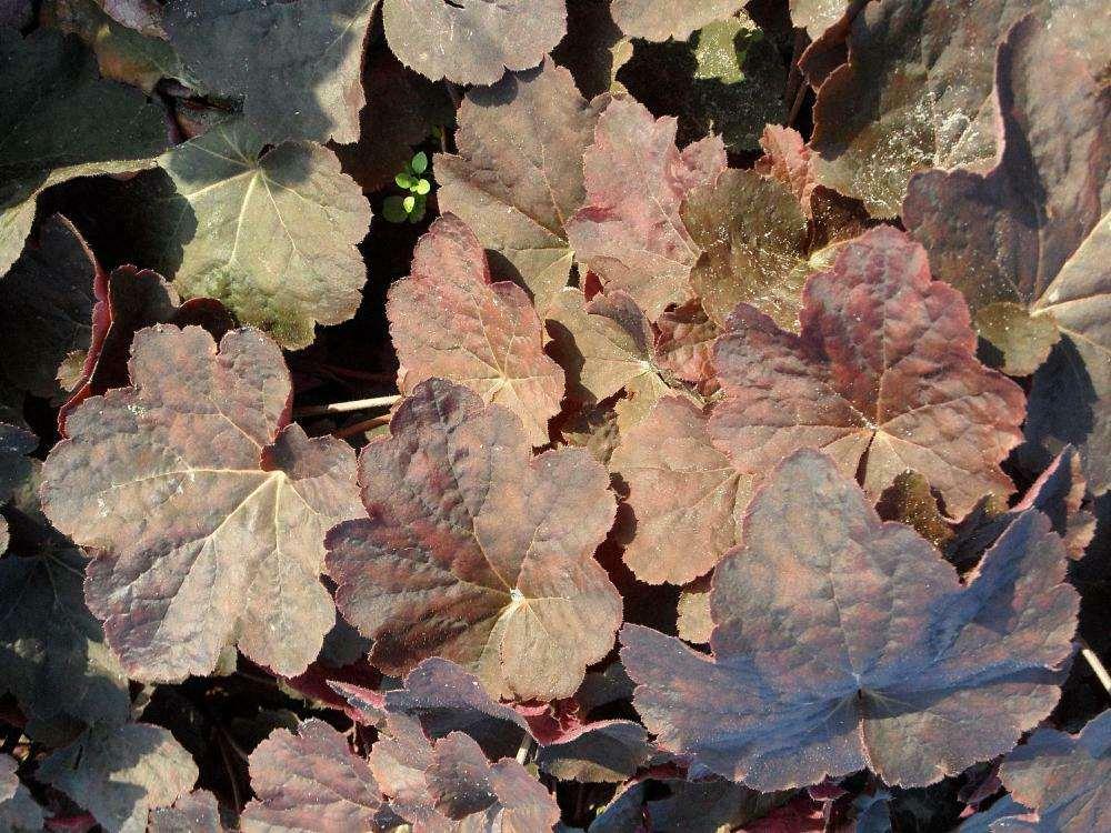 Heuchera 'Mocha' Nederlandse Heuchera 'Mocha'