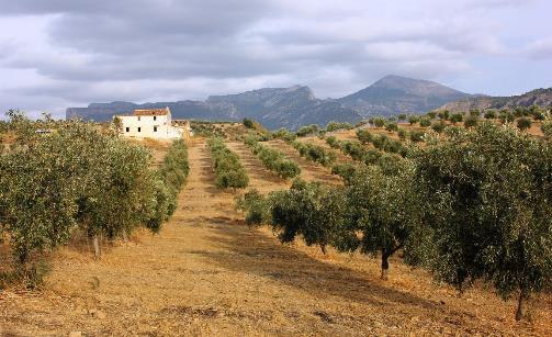 Wandel door de olijfboomgaarden en zie het persen van olijfolie - Tijdens