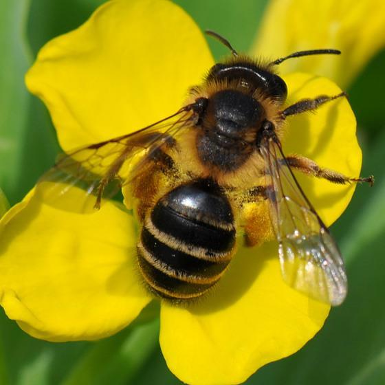 Als er weinig bloeiende planten zijn vliegen de bijen wel uit, maar dat gaat dan minder fanatiek.