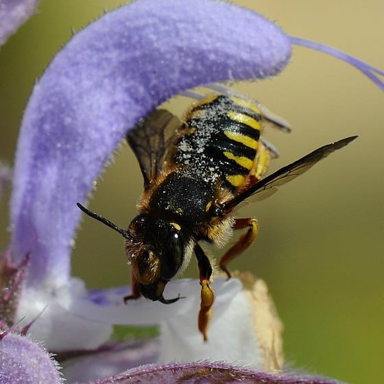 Wil je zo hoog mogelijke productie van stuifmeel en nectar voor honingbijen of ga je voor