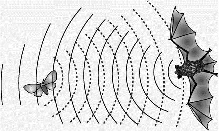 Vleermuizen Vleermuizen gebruiken geluid om te jagen. Ze zenden geluid uit en luisteren naar de echo van het geluid.