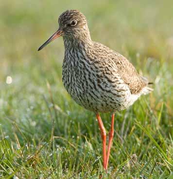 Waalenburg: een uniek natuurgebied Voor Texel zijn afspraken gemaakt over clustering van