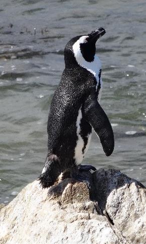 Er kan natuurlijk ook gefietst worden bv langs de prachtige kustweg langs de Indische Oceaan richting Kleinmond of Hermanus. Overnachting in Pringle Bay.