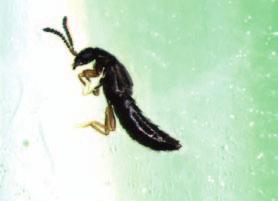 ) werd getest op rouwmuggen en vergeleken met een waterbehandeling. Steinernema feltiae werd alléén onderzocht en ook in combinatie met 2 behandelingen (Tabel 3.). Op basis van een voortelling van rouwmuggen op vangplaten werden de planten verdeeld over 3 blokken, met de laagste aantallen muggen in Blok 1 (gem.