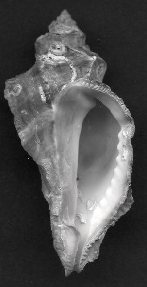 L. & C. W. Bryce (2001), The recent molluscan marine fauna of Isla de Malpelo, Colombia, The Festivus, supplement, pp. 149 Keen, A. M. (1971), Sea shells of tropical West America.