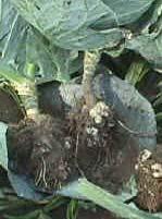 Knolvoet (Plasmodiophora brassica) De veroorzaker van knolvoet is de schimmel Plasmodiophora brassica, die door middel van rustsporen jarenlang in de grond kan overleven.