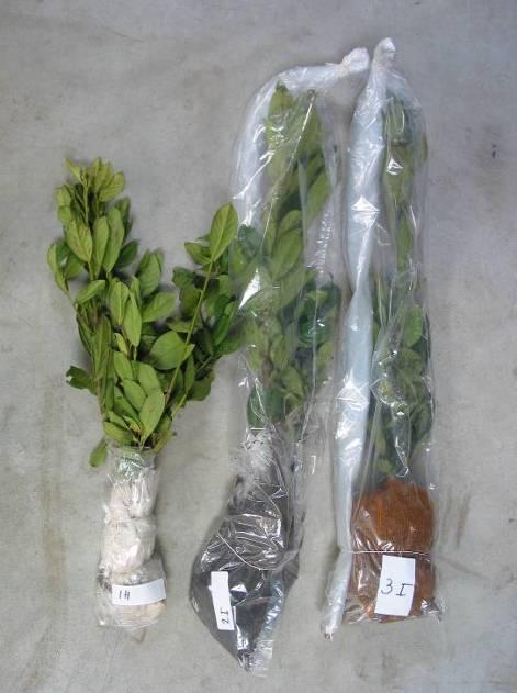 Figuur 21. Prunus laurocerasus (links). V.l.n.r. Standaard verpak t, verpakt in MA met kale wort el, verpakt in MA met turfmolm rond de wortels. Figuur 22.