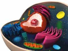 BIOLOGISCHE FUNCTIES VAN SILICIUM centriool cel Dubbele collageenhelix Door de