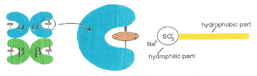 Hemoglobine: SLS-methode SLS = natriumlaurylsulfaat (een