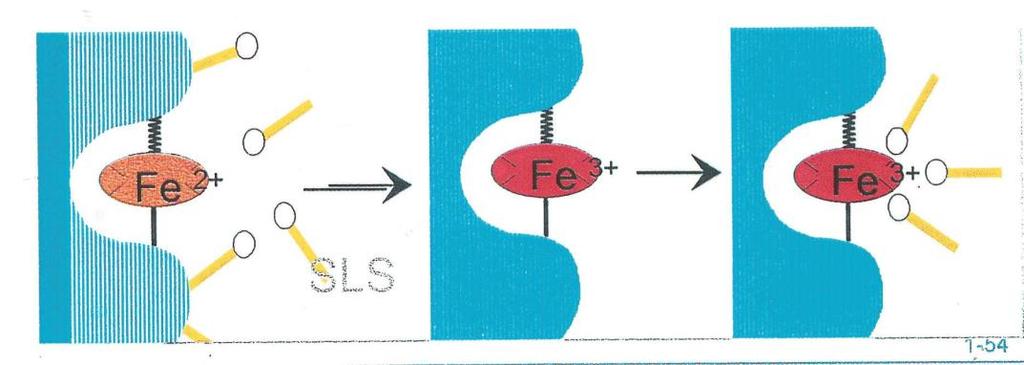 Hemoglobine: SLS-methode Hydrofobe groepen van SLS binden aan Hb oxidatie van ijzer: Fe2+ Fe3+ Hydrofiele groepen