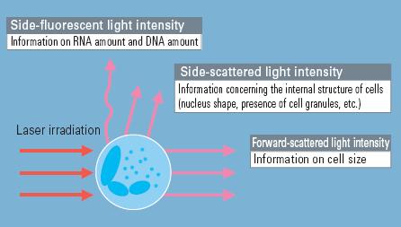 4 types celinformatie: Telling aantal WBC (lichtverstrooiingspulsen) FSC (forward scattered light): grootte