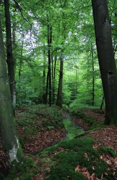 Een enkeling daargelaten vertrekken we dan ook allemaal per auto naar het bos Die Bröcke ten zuiden van Ahaus. Foto 3. Impressie Die Bröcke. (Foto: A.