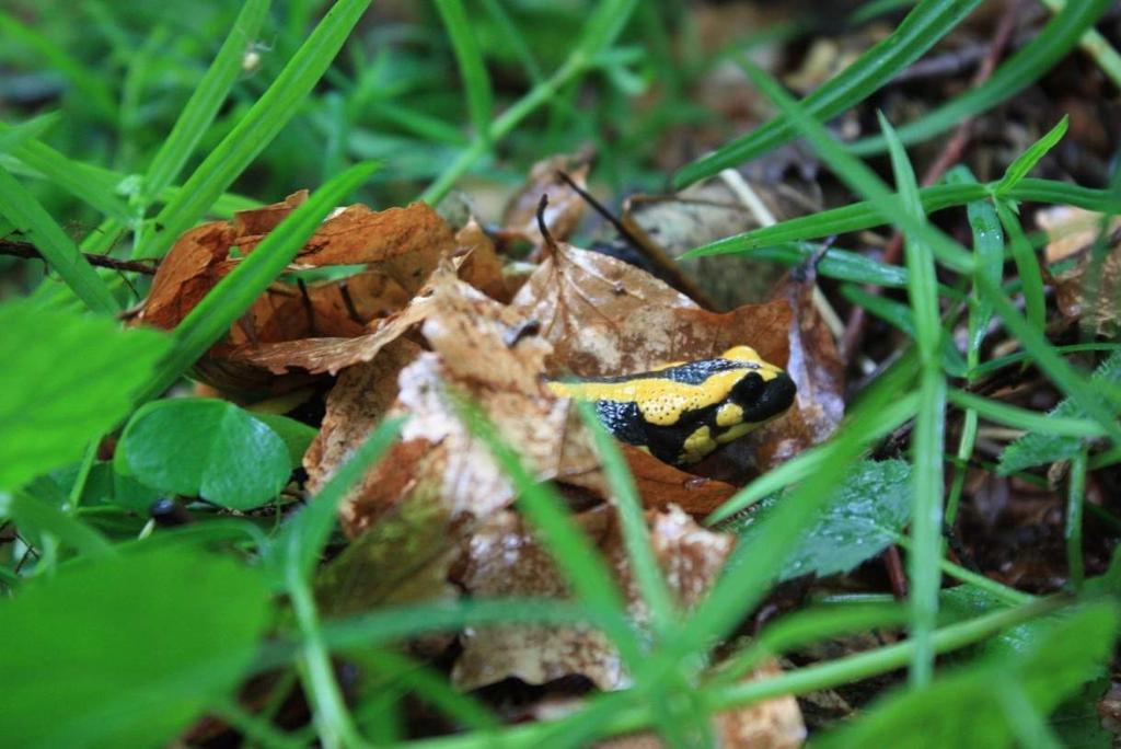 Stichting RAVON Foto 4. Vuursalamander. (Foto: A. Ouwehand) Na deze succesvolle speurtocht vertrekken de verschillende groepjes naar andere bestemmingen.