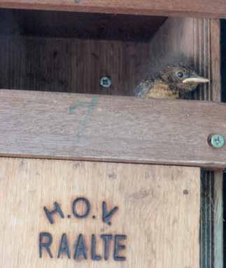 Landelijk NEtwerk voor STudies aan nestkastbroeders Grauwe vliegenvanger Van de Grauwe vliegenvanger zijn er gegevens van negentien legsels in nestkasten binnengekomen, vijftien eerste legsels en