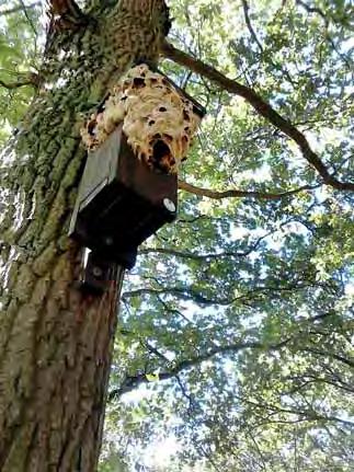 Jaarverslag broedseizoen 2016 6.4. Hoornaar in nestkast In een nestkast van VWG Het Gooi en Omstreken werd een hoornaarnest gevonden dat zich tot buiten de nestkast had uitgebreid.