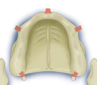 De musculus masseter bevindt zich buccaal van de musculus. zing van de mondholte. Het palatum molle is beweeglijk en heeft met zijn bewegingen een belangrijke functie bij slikken en spreken.