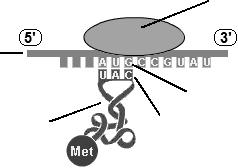 6. Genetische code Voor het kraken van de genetische code is gebruik gemaakt van kunstmatige polynucleotiden met een repeterende sequentie.