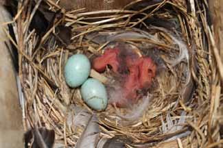 Landelijk NEtwerk voor STudies aan nestkastbroeders Om de controle van nestkasten te