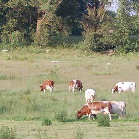 Kruiden in grasland en de gezondheid van melkvee Deel 2: Kennis van veehouders over kruiden en diergezondheid verkend met free lists methode BO-12.10-002.